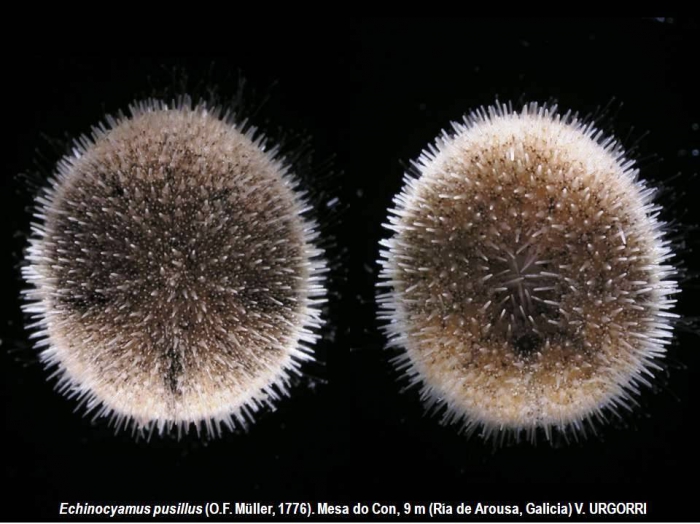Echinocyamus pusillus (O.F. Müller, 1776) 