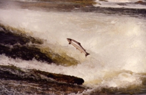 Atlantic Salmon (Salmo salar)