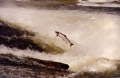 Salmoniformes