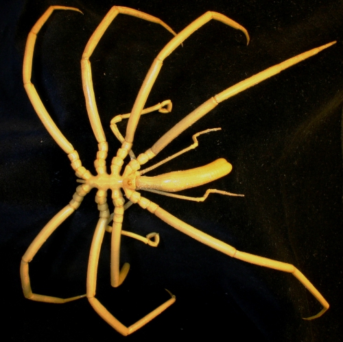 Colossendeis australis Colossendeis australis