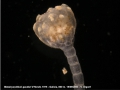 Metalcyonidium gautieri d'Hondt, 1975