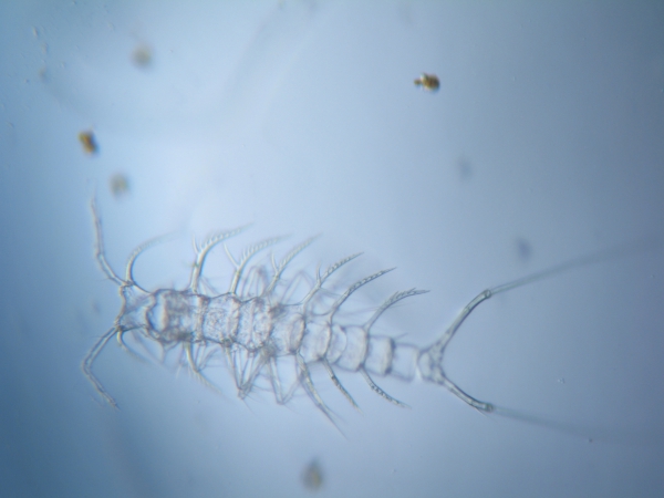 Ceratonotus elongatus Gómez & Díaz, 2017 Ceratonotus elongatus Gómez & Díaz, 2017
