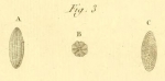 Oryzaria boscii Defrance in Bronn, 1825