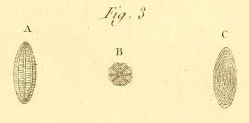 Oryzaria boscii Defrance in Bronn, 1825 Oryzaria boscii Defrance in Bronn, 1825