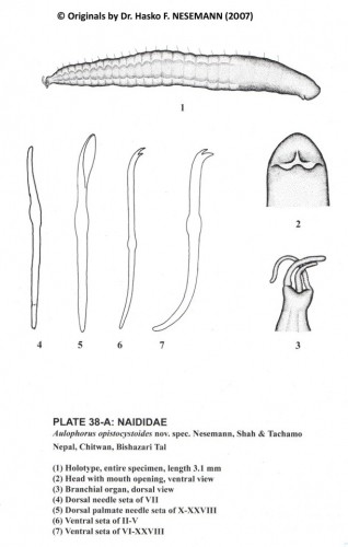 Aulophorus opistocystoides (holotype) Aulophorus opistocystoides (holotype)
