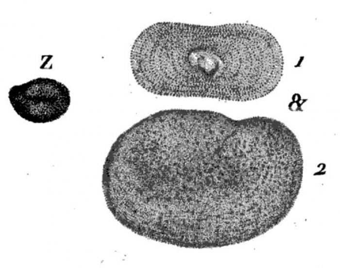 Discolithes n° 9 = Nummulites ovata Roissy, 1805 Discolithes n° 9 = Nummulites ovata Roissy, 1805