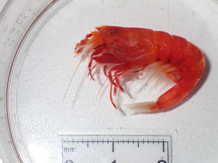Deepwater shrimp from Ice Forecast survey Deepwater shrimp from Ice Forecast survey