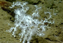 Corallium sp., 1810 m Gulf of Mexico.

Image courtesy of NOAA Okeanos Explorer Program, Gulf of Mexico 2014 Expedition.