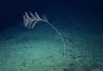 Iridogorgia magnispiralis, 1962 m Gulf of Mexico.

Image courtesy of NOAA Okeanos Explorer Program, Gulf of Mexico 2014 Expedition.