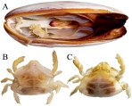 Serenotheres janus - holotype, author: Zachariah Kobrinsky and David Liittschwager