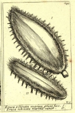 Original figure from Barrelier, 1714