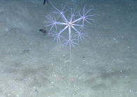 Umbellula sp., 2549 m Gulf of Mexico

Image courtesy of NOAA Okeanos Explorer Program, Gulf of Mexico 2012 Expedition.