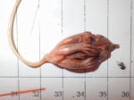 Umbellula encrinus - close-up, author: Nozes, Claude