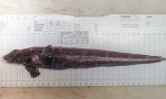 Lycodes eudipleurostictus, author: Nozes, Claude