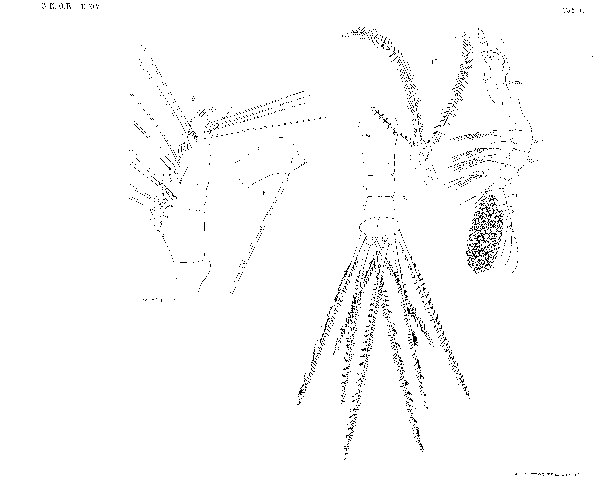 Monstrilla ostroumowi Monstrilla ostroumowi