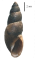 Omphiscola glabra shell, author: Vinarski, Maxim