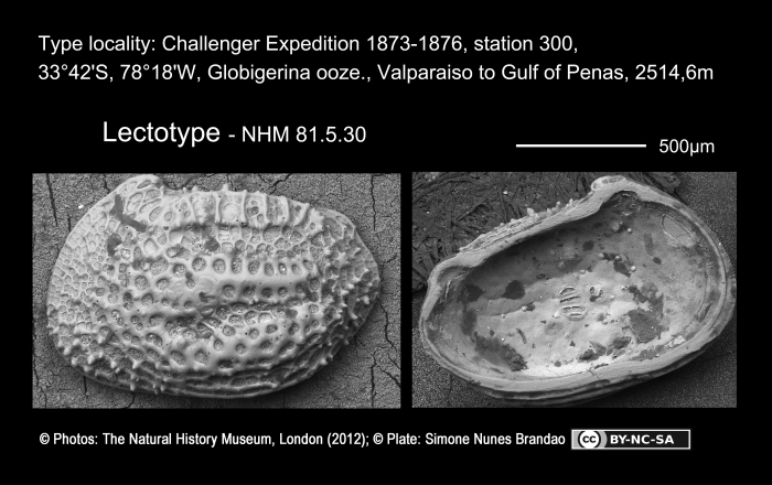 Cythere sulcatoperforata - Lectotype