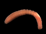 Polychaeta