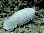 Bathynomus giganteus, 720 m Gulf of Mexico

Image courtesy of the NOAA Office of Ocean Exploration and Research, Gulf of Mexico 2017. Identification from photograph by M. Wicksten and D. Amon.
