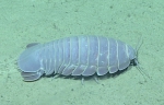 Bathynomus giganteus, 816 m Gulf of Mexico

Image courtesy of the NOAA Office of Ocean Exploration and Research, Gulf of Mexico 2017. Identification from photograph by M. Wicksten and D. Amon.