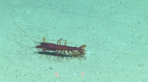 author: NOAA Okeanos Explorer Program