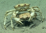 Chaceon fenneri, 697 m Gulf of Mexico

Image courtesy of the NOAA Office of Ocean Exploration and Research, Gulf of Mexico 2017. Identification from photograph by M. Wicksten and D. Amon.
