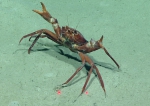 Chaceon quinquedens, 741 m Gulf of Mexico

Image courtesy of the NOAA Office of Ocean Exploration and Research, Gulf of Mexico 2017. Identification from photograph by M. Wicksten and D. Amon.