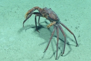 author: NOAA Okeanos Explorer Program