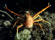 Eumunida picta, 399 m Gulf of Mexico

Image courtesy of the NOAA Office of Ocean Exploration and Research, Gulf of Mexico 2017. Identification from photograph by M. Wicksten and D. Amon.