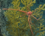 author: NOAA Okeanos Explorer Program