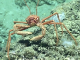 author: NOAA Okeanos Explorer Program