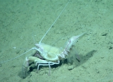 author: NOAA Okeanos Explorer Program