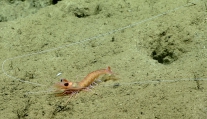 author: NOAA Okeanos Explorer Program