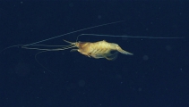 author: NOAA Okeanos Explorer Program