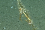 Munidopsis erinacea, 677 m Gulf of Mexico

Image courtesy of the NOAA Office of Ocean Exploration and Research, Gulf of Mexico 2017. Identification from photograph by M. Wicksten.