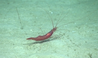 author: NOAA Okeanos Explorer Program