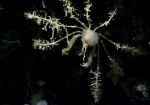 Podochela sp., 688  m Gulf of Mexico

Image courtesy of the NOAA Office of Ocean Exploration and Research, Gulf of Mexico 2017. Identification from photograph by M. Wicksten.