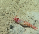 author: NOAA Okeanos Explorer Program