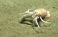 author: NOAA Okeanos Explorer Program