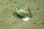 Gaza superba, 618 m Gulf of Mexico

Image courtesy of the NOAA Office of Ocean Exploration and Research, Gulf of Mexico 2017. Identification from photograph by M. Wicksten.