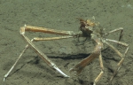 Rochinia crassa, 790 m Gulf of Mexico

Image courtesy of the NOAA Office of Ocean Exploration and Research, Gulf of Mexico 2017. Identification from photograph by M. Wicksten.