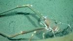 Munida valida, 532 m Gulf of Mexico

Image courtesy of the NOAA Office of Ocean Exploration and Research, Gulf of Mexico 2017. Identification from photograph by M. Wicksten.