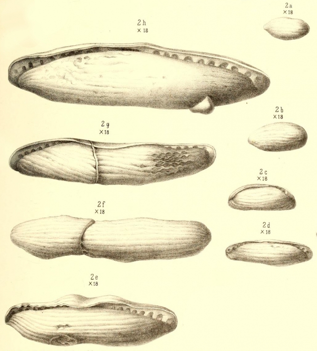 Fusulina cylindrica Fischer De Waldheim, 1830 Fusulina cylindrica Fischer De Waldheim, 1830