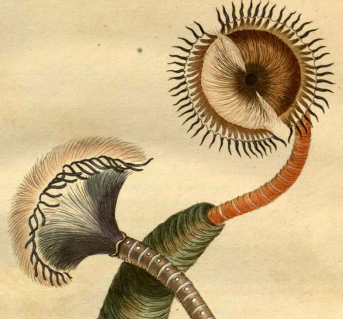 Original plate of Amphitrite infundibulum [now Myxicola infundibulum]