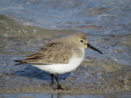 Dunlin (Calidris alpina) in winter plumage.