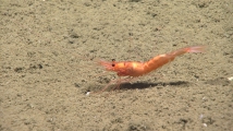 author: NOAA Okeanos Explorer Program