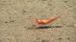 Hymenopenaeus debilis, 1921 m Gulf of Mexico

Image courtesy of the NOAA Office of Ocean Exploration and Research, Gulf of Mexico 2017. Identification from photograph by M. Wicksten.