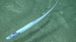 Aldrovandia gracilis, 2093 m Gulf of Mexico

Image courtesy of the NOAA Office of Ocean Exploration and Research, Gulf of Mexico 2017. Identification from photograph by K. Sulak.