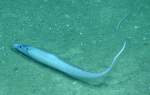 Aldrovandia gracilis, 2179 m Gulf of Mexico

Image courtesy of the NOAA Office of Ocean Exploration and Research, Gulf of Mexico 2017. Identification from photograph by K. Sulak.