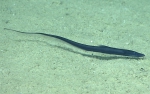 Aldrovandia oleosa, 1613 m Gulf of Mexico

Image courtesy of the NOAA Office of Ocean Exploration and Research, Gulf of Mexico 2017. Identification from photograph by K. Sulak.